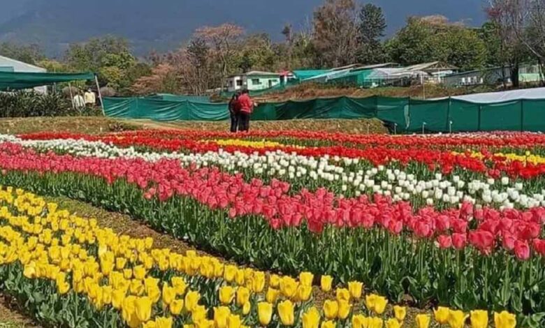 देखा एक ख्वाब’ की फीलिंग चाहिए? पालमपुर में खुला देश का दूसरा ट्यूलिप गार्डन