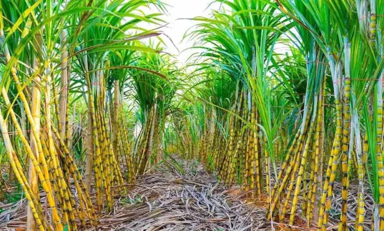 Chhattisgarh के गन्ना किसानों के खाते में करोड़ों की राशि, होली से पहले बड़ी राहत