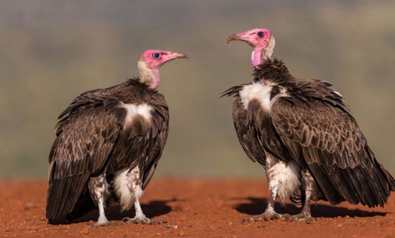 MP में पहली बार मोबाइल एप से होगी गिद्धों की गिनती, 7 प्रजातियों पर रखी जाएगी खास नजर MP में पहली बार मोबाइल एप से होगी गिद्धों की गिनती, 7 प्रजातियों पर रखी जाएगी खास नजर