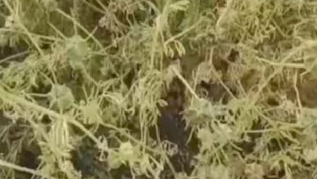 सोने से भी ज्यादा रिटर्न वाली खेती, ₹5000 लगाओ… ₹60,000 कमाओ