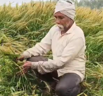 हरियाणा: किसानों के लिए बारिश बनी आफत, खेतों में गिर गई तैयार फसल, अन्नदाताओं को हुआ भारी नुकसान हरियाणा: किसानों के लिए बारिश बनी आफत, खेतों में गिर गई तैयार फसल, अन्नदाताओं को हुआ भारी नुकसान