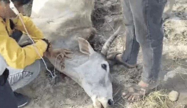 चारा खाने के बाद 18 गायों की मौत, मुंह से निकलने लगा झाग-पूरे गांव में खौफ चारा खाने के बाद 18 गायों की मौत, मुंह से निकलने लगा झाग-पूरे गांव में खौफ