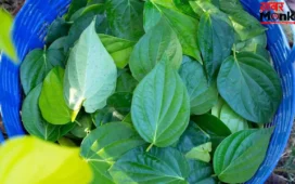 बार-बार पेनकिलर खाना छोड़िए! सिरदर्द और एलर्जी के लिए रामबाण है पान के पत्ते का ये नुस्खा; तुरंत दिखेगा असर!