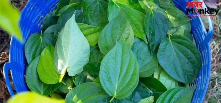 बार-बार पेनकिलर खाना छोड़िए! सिरदर्द और एलर्जी के लिए रामबाण है पान के पत्ते का ये नुस्खा; तुरंत दिखेगा असर!