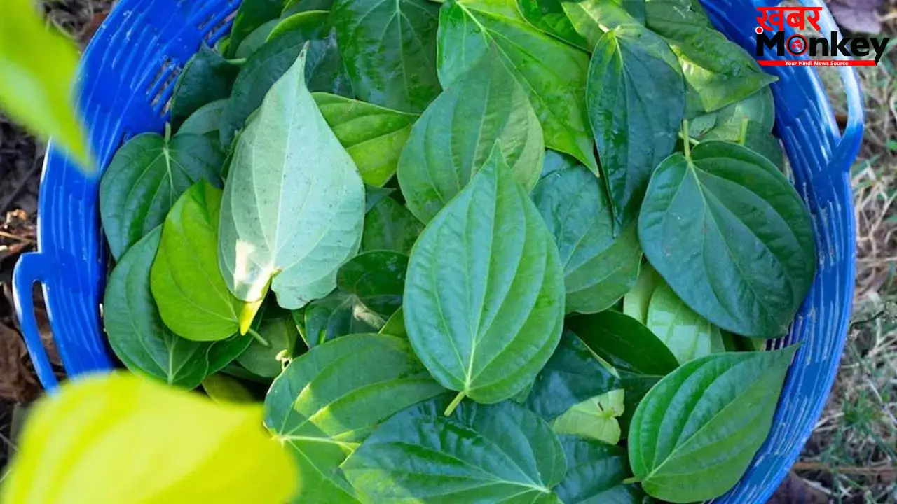 बार-बार पेनकिलर खाना छोड़िए! सिरदर्द और एलर्जी के लिए रामबाण है पान के पत्ते का ये नुस्खा; तुरंत दिखेगा असर!