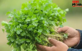 Summer Tips: सिर्फ गार्निश नहीं, हरा धनिया है हेल्थ का खजाना! ऐसे खाया तो मिलेगा दोगुना फायदा