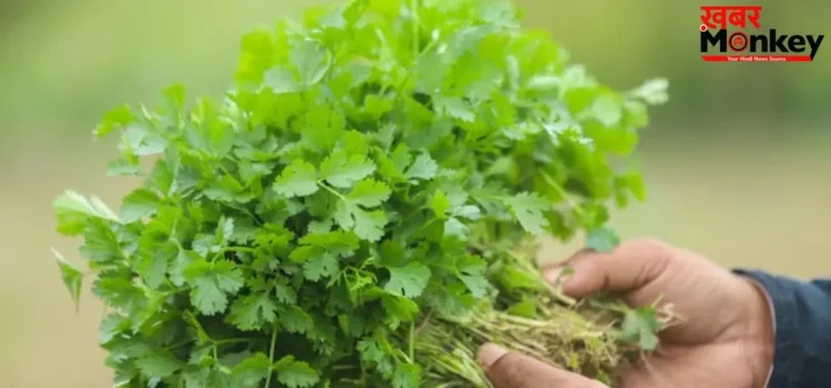 Summer Tips: सिर्फ गार्निश नहीं, हरा धनिया है हेल्थ का खजाना! ऐसे खाया तो मिलेगा दोगुना फायदा