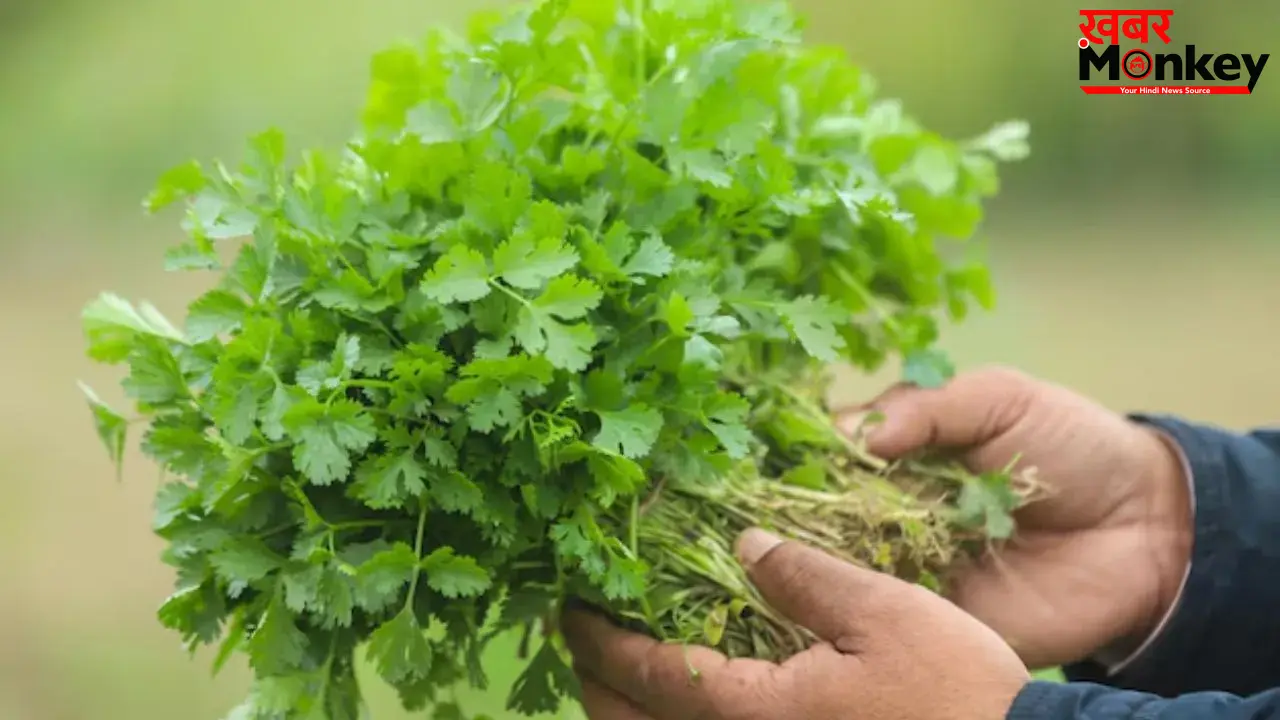 Summer Tips: सिर्फ गार्निश नहीं, हरा धनिया है हेल्थ का खजाना! ऐसे खाया तो मिलेगा दोगुना फायदा