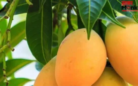 Mango Side Effects: आम खाने से पहले यहां जान लीजिए, आपको खाना चाहिए या नहीं, किसे है ख़तरा?