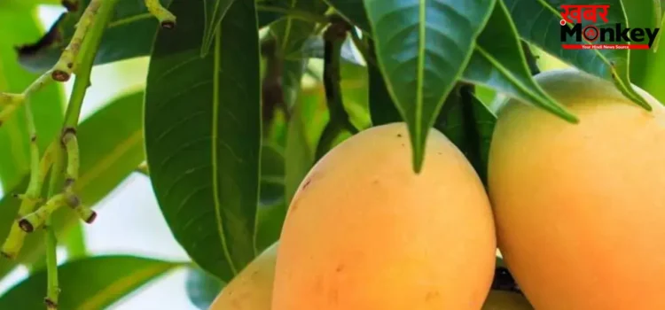 Mango Side Effects: आम खाने से पहले यहां जान लीजिए, आपको खाना चाहिए या नहीं, किसे है ख़तरा?