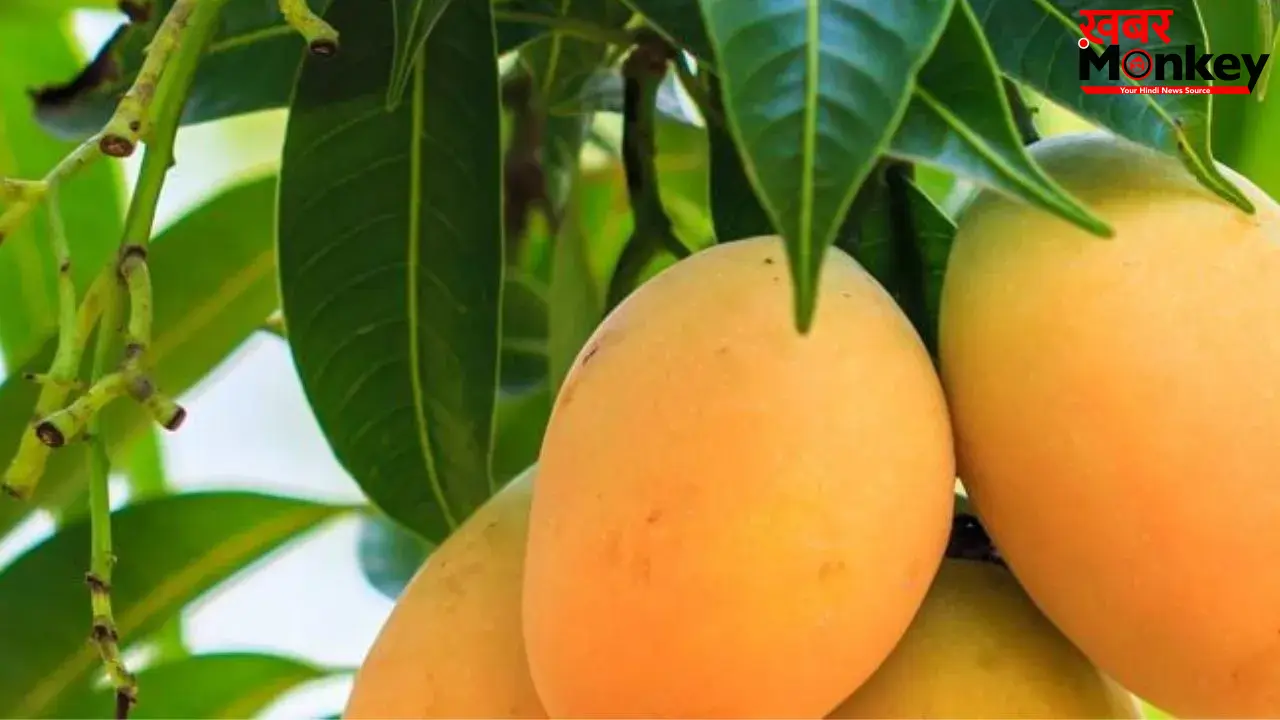 Mango Side Effects: आम खाने से पहले यहां जान लीजिए, आपको खाना चाहिए या नहीं, किसे है ख़तरा?