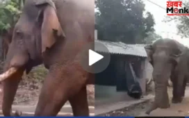 झारग्राम में पोलिंग बूथ में घुसा विशालकाय हाथी, गजराज को देख उड़े लोगों के होश, देखें VIDEO