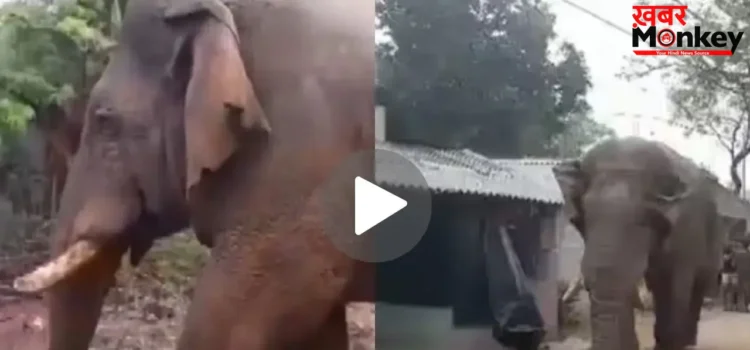 झारग्राम में पोलिंग बूथ में घुसा विशालकाय हाथी, गजराज को देख उड़े लोगों के होश, देखें VIDEO