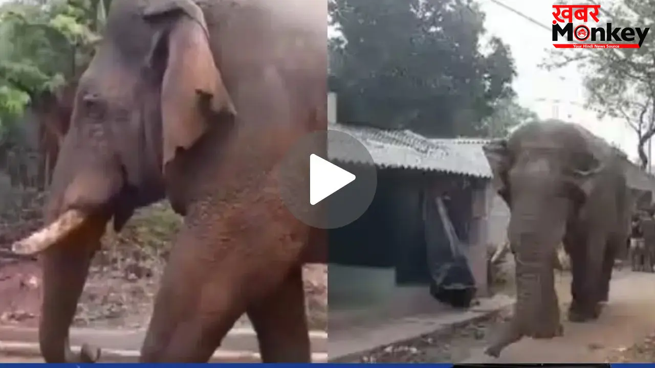 झारग्राम में पोलिंग बूथ में घुसा विशालकाय हाथी, गजराज को देख उड़े लोगों के होश, देखें VIDEO