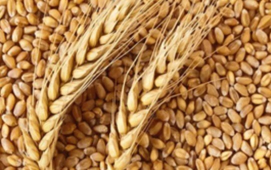 राजस्थान में गेहूं खरीद पर किसानों को सबसे ज्यादा दाम, MSP के साथ मिलेगा 150 रु बोनस