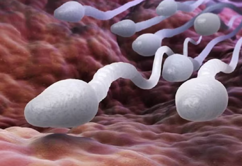 30 की उम्र में क्यों खराब हो रही है स्पर्म क्वालिटी, डॉक्टर से जानें पुरुषों में क्यों बढ़ रही है ये समस्या 30 की उम्र में क्यों खराब हो रही है स्पर्म क्वालिटी, डॉक्टर से जानें पुरुषों में क्यों बढ़ रही है ये समस्या