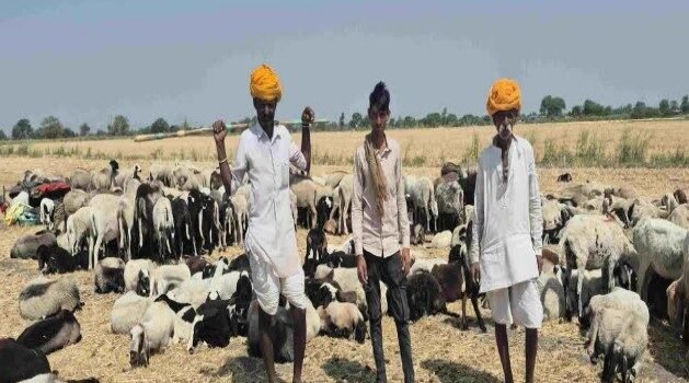 राजस्थान के रेबारियों का नर्मदा के किनारे तक पलायन, भेड़ों के साथ तय करते हैं 2 हज़ार किमी का सफर राजस्थान के रेबारियों का नर्मदा के किनारे तक पलायन, भेड़ों के साथ तय करते हैं 2 हज़ार किमी का सफर