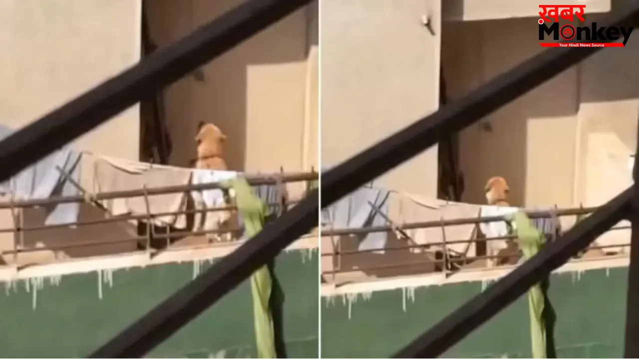 Viral Video: बालकनी में चिलचिलाती धूप में पालतू डॉग को बांधकर गया परिवार, वीडियो देख भड़के लोग