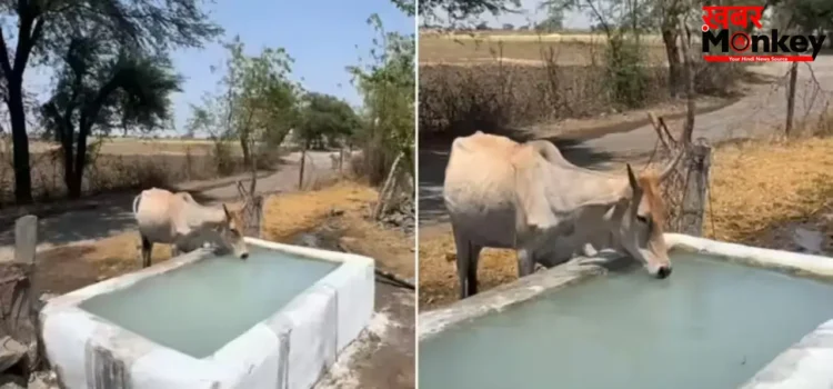 भीषण गर्मी में युवाओं ने किया ‘जल दान’, वायरल वीडियो ने जीता लोगों का दिल