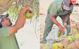 कचरे से ‘घोंसला’ बना रहे बाड़मेर के ग्रीनमैन, नारियल से बचा रहे पक्षियों की जान