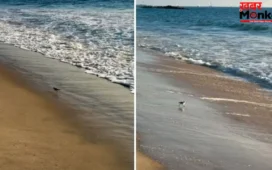 समुद्र किनारे लहरों संग खेलते पक्षियों का क्यूट वीडियो वायरल, लोगों ने कहा- ‘दिल खुश हो गया’