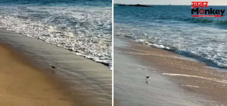 समुद्र किनारे लहरों संग खेलते पक्षियों का क्यूट वीडियो वायरल, लोगों ने कहा- ‘दिल खुश हो गया’ समुद्र किनारे लहरों संग खेलते पक्षियों का क्यूट वीडियो वायरल, लोगों ने कहा- ‘दिल खुश हो गया’