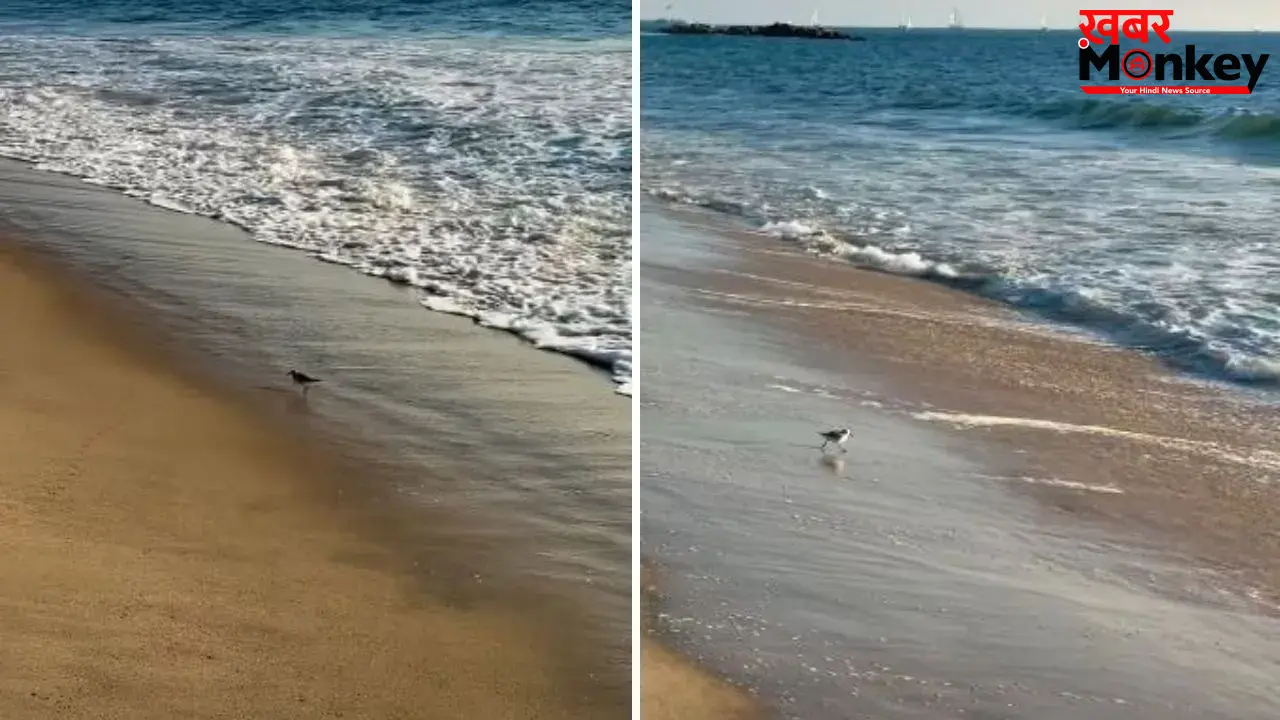 समुद्र किनारे लहरों संग खेलते पक्षियों का क्यूट वीडियो वायरल, लोगों ने कहा- ‘दिल खुश हो गया’