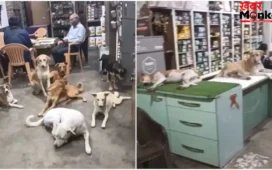 Viral Video: भीषण गर्मी में दुकानदार ने खोले दरवाजे, आवारा कुत्तों को दी ठंडी जगह