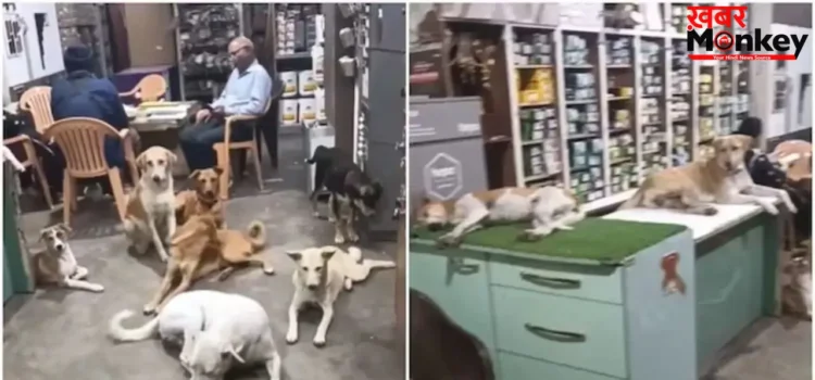 Viral Video: भीषण गर्मी में दुकानदार ने खोले दरवाजे, आवारा कुत्तों को दी ठंडी जगह