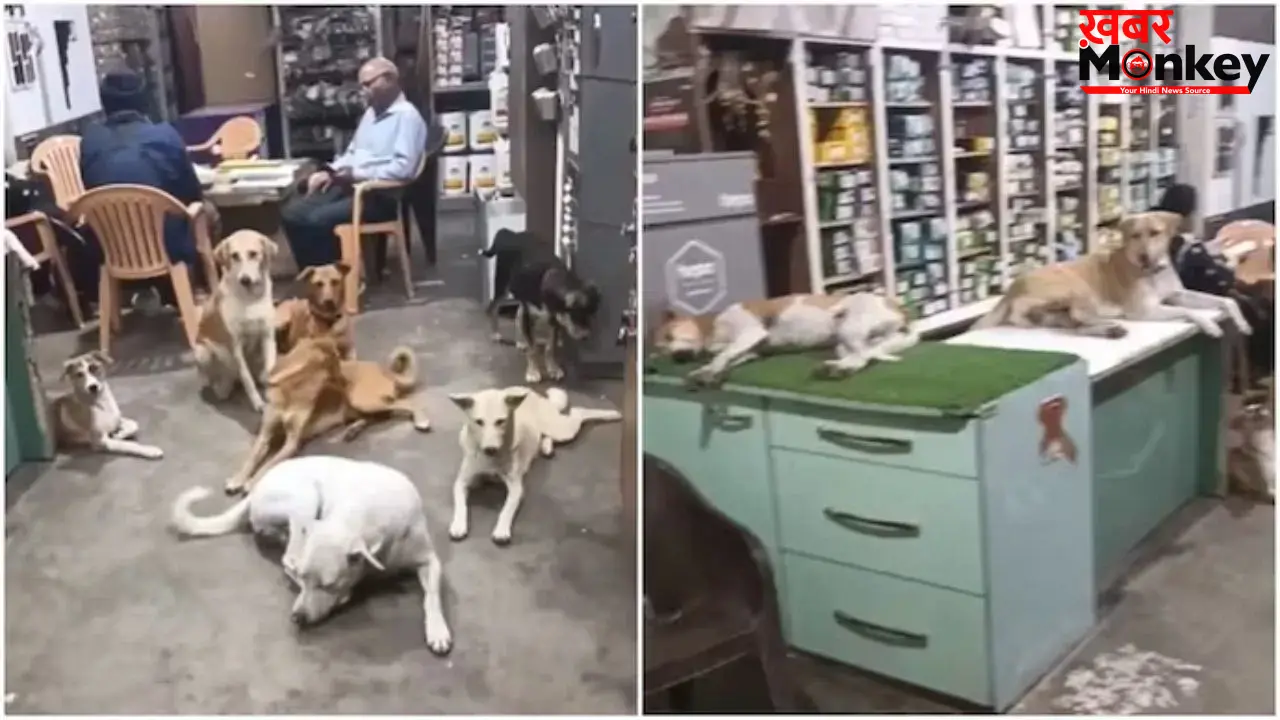 Viral Video: भीषण गर्मी में दुकानदार ने खोले दरवाजे, आवारा कुत्तों को दी ठंडी जगह