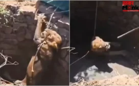 गुजरात में कुएं में गिरे शेर का रेस्क्यू, एक घंटे की मशक्कत के बाद सुरक्षित बाहर निकाला गया