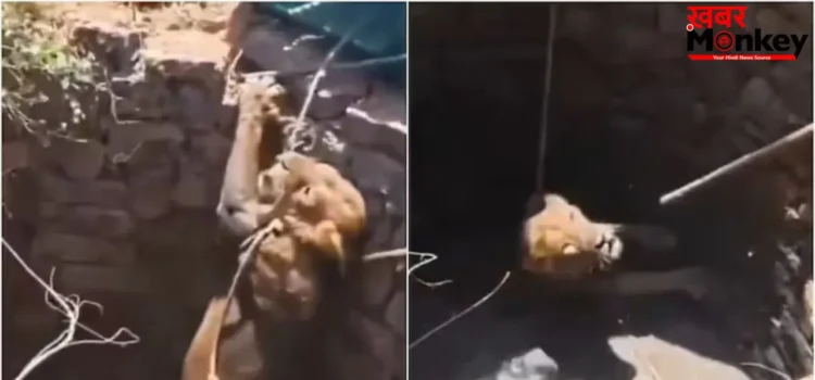गुजरात में कुएं में गिरे शेर का रेस्क्यू, एक घंटे की मशक्कत के बाद सुरक्षित बाहर निकाला गया