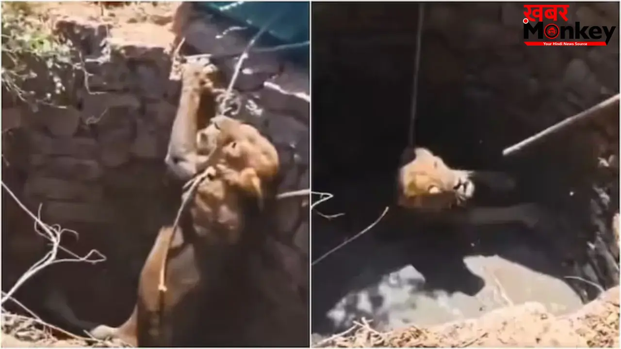 गुजरात में कुएं में गिरे शेर का रेस्क्यू, एक घंटे की मशक्कत के बाद सुरक्षित बाहर निकाला गया
