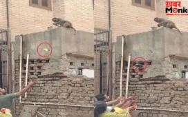 फोन छीनकर खाने की डील करता दिखा बंदर, वायरल वीडियो देख लोग बोले- ये तो पूरा बिजनेसमैन है