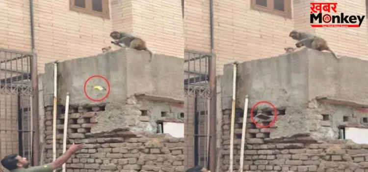 फोन छीनकर खाने की डील करता दिखा बंदर, वायरल वीडियो देख लोग बोले- ये तो पूरा बिजनेसमैन है