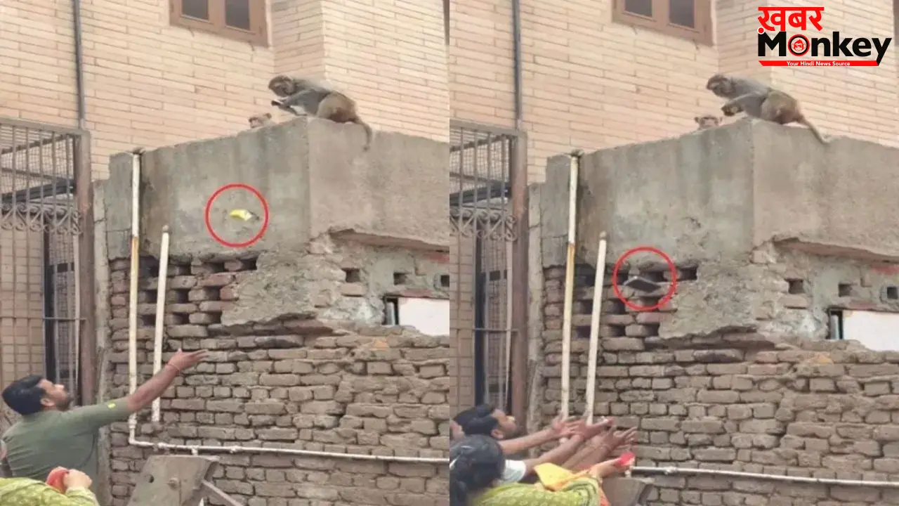 फोन छीनकर खाने की डील करता दिखा बंदर, वायरल वीडियो देख लोग बोले- ये तो पूरा बिजनेसमैन है