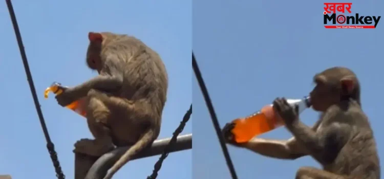 वृंदावन में बंदर ने चुराई कोल्ड ड्रिंक, पोल पर बैठकर पीता वीडियो वायरल