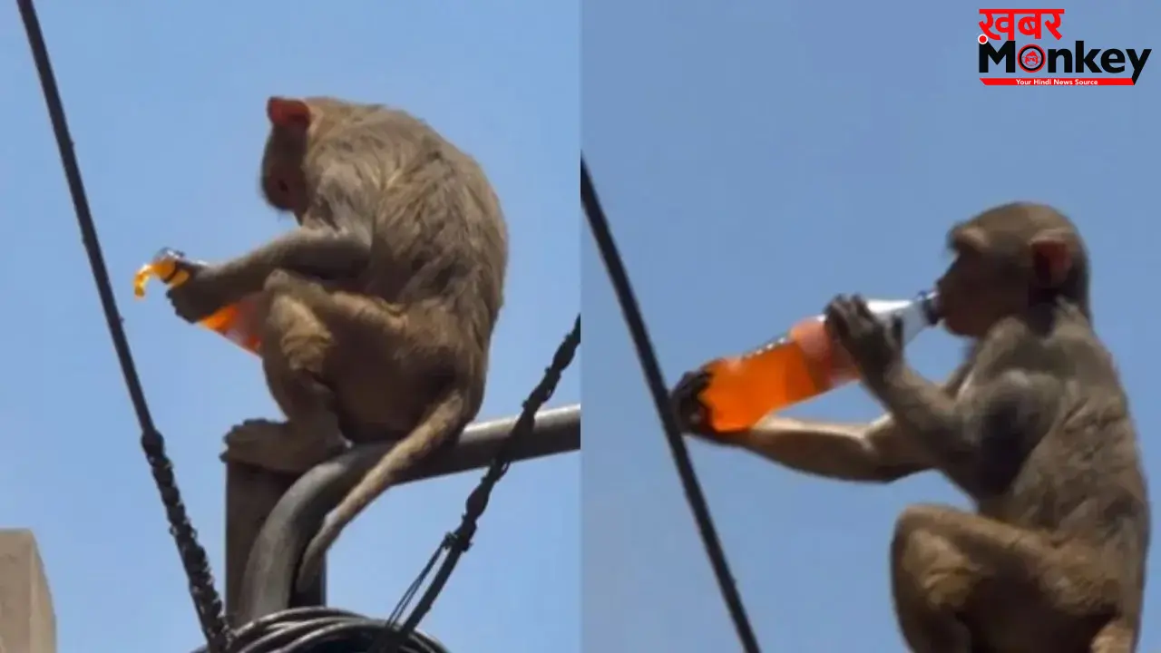 वृंदावन में बंदर ने चुराई कोल्ड ड्रिंक, पोल पर बैठकर पीता वीडियो वायरल