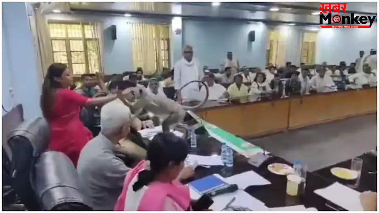 किसानों की बैठक में घुसा लंगूर, DM ने दिया कुर्सी पर बैठने का न्योता, वीडियो वायरल