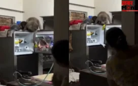 घर में घुसा बंदर, फ्रिज खोलकर बादाम लेकर भागा; वीडियो वायरल