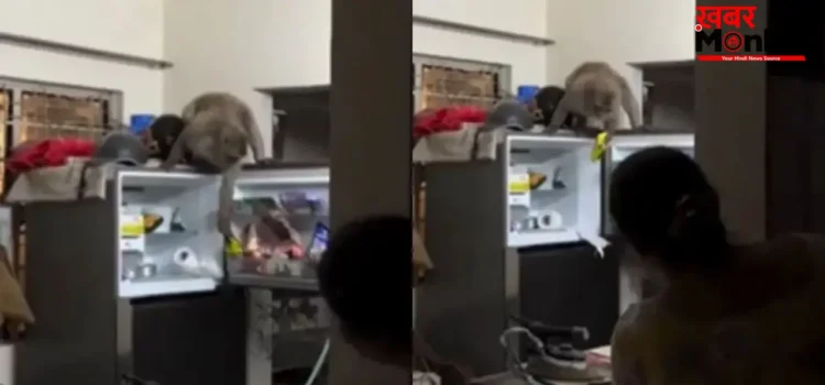 घर में घुसा बंदर, फ्रिज खोलकर बादाम लेकर भागा; वीडियो वायरल