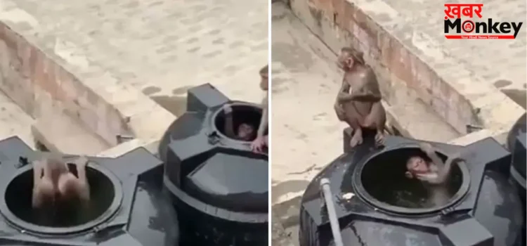गर्मी से परेशान बंदरों का अनोखा जुगाड़: पानी की टंकी को बना लिया ‘स्विमिंग पूल’
