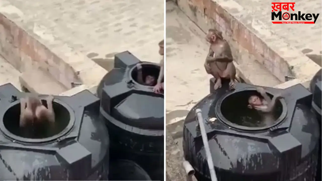 गर्मी से परेशान बंदरों का अनोखा जुगाड़: पानी की टंकी को बना लिया ‘स्विमिंग पूल’