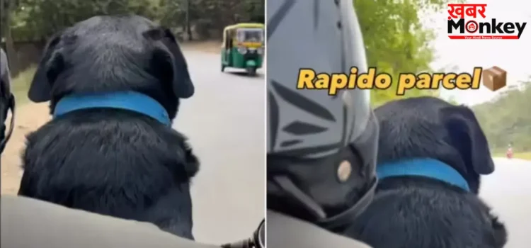 Rapido ड्राइवर को मिला ‘क्यूट पार्सल’, कुत्ते की डिलीवरी का वीडियो वायरल