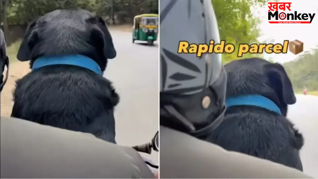 Rapido ड्राइवर को मिला ‘क्यूट पार्सल’, कुत्ते की डिलीवरी का वीडियो वायरल