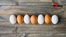 सफेद अंडा या ब्राउन अंडा, कौन है प्रोटीन का पावरहाउस, किसके सेवन से फौलादी बनेगा शरीर