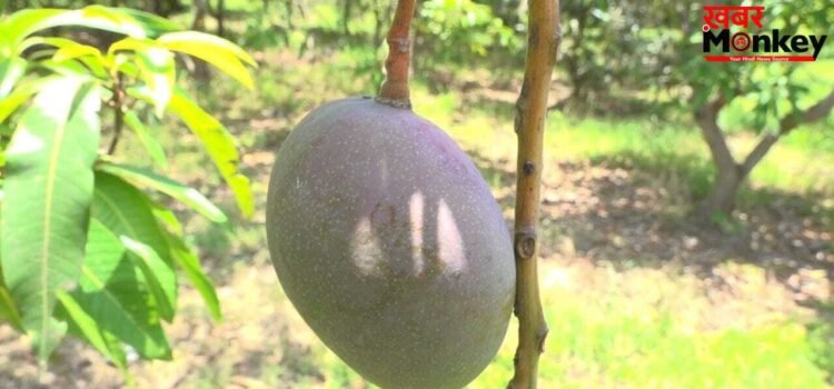 20 खूंखार शिकारी कुत्ते, कैमरे और हथियारों से लैस गार्ड्स… इस आम के लिए Z+ सिक्योरिटी क्यों?