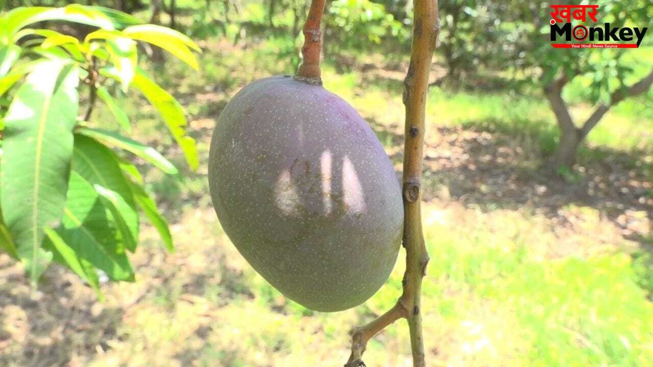 20 खूंखार शिकारी कुत्ते, कैमरे और हथियारों से लैस गार्ड्स… इस आम के लिए Z+ सिक्योरिटी क्यों?