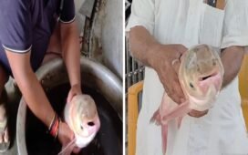 तालाब में फेंका जाल, फंसी 4 आंख वाली अनोखी मछली… मछुआरे भी हुए हैरान, आप भी देखें Photo