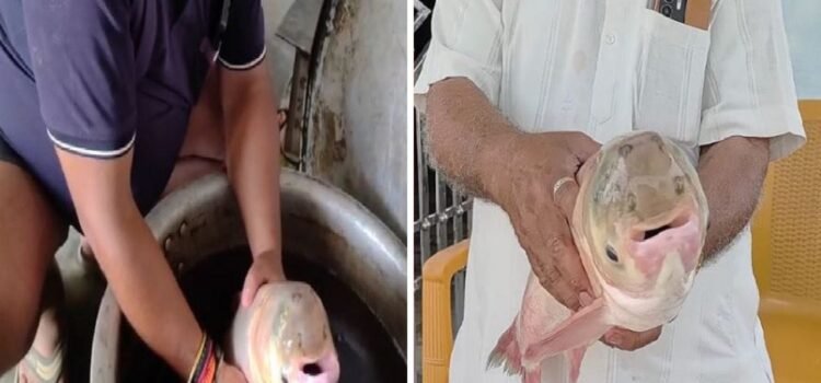 तालाब में फेंका जाल, फंसी 4 आंख वाली अनोखी मछली… मछुआरे भी हुए हैरान, आप भी देखें Photo
